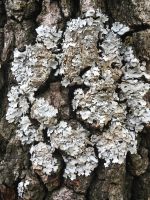 lichen on pine trunk