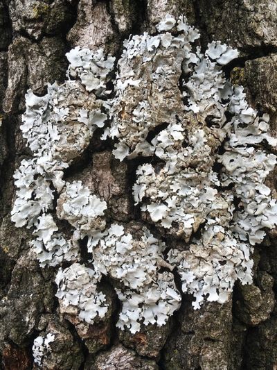 Lichens On Tree Bark