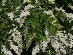 White Flowered Ligustrum Shrubs