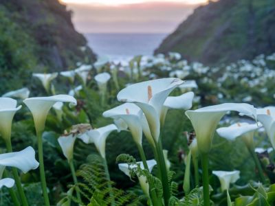 Do Calla Lillies Bloom More Than Once 