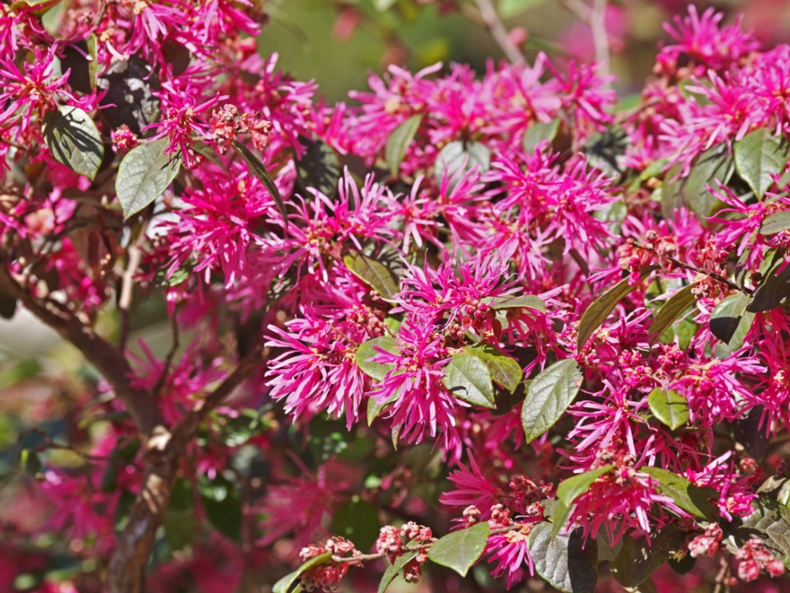 About Chinese Fringe Plants   Tips For Growing Loropetalum Shrubs