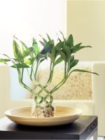 Potted Lucky Bamboo Plant As Table Center Piece