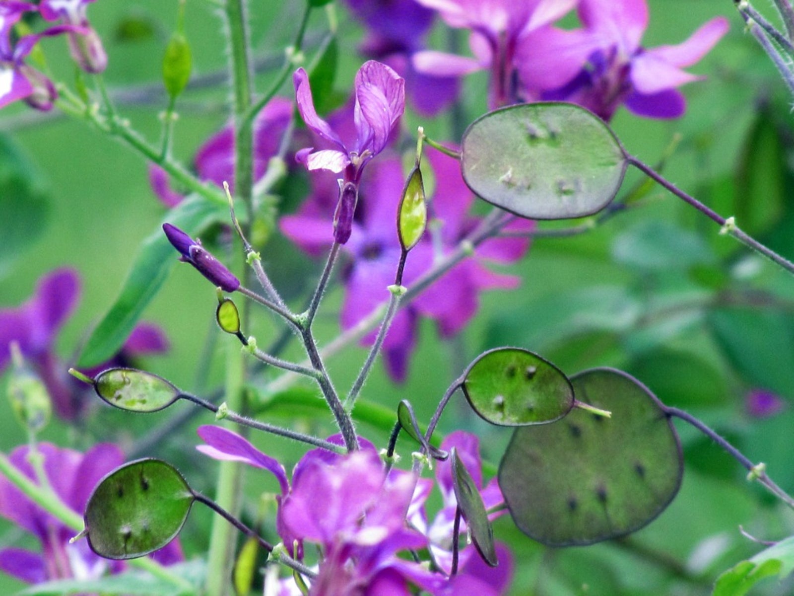 lunaria silver dollar: growing and caring for a money plant
