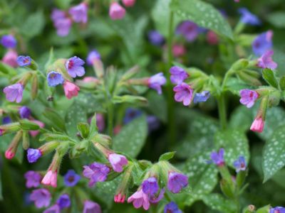 Tiny Lungwort Flowers