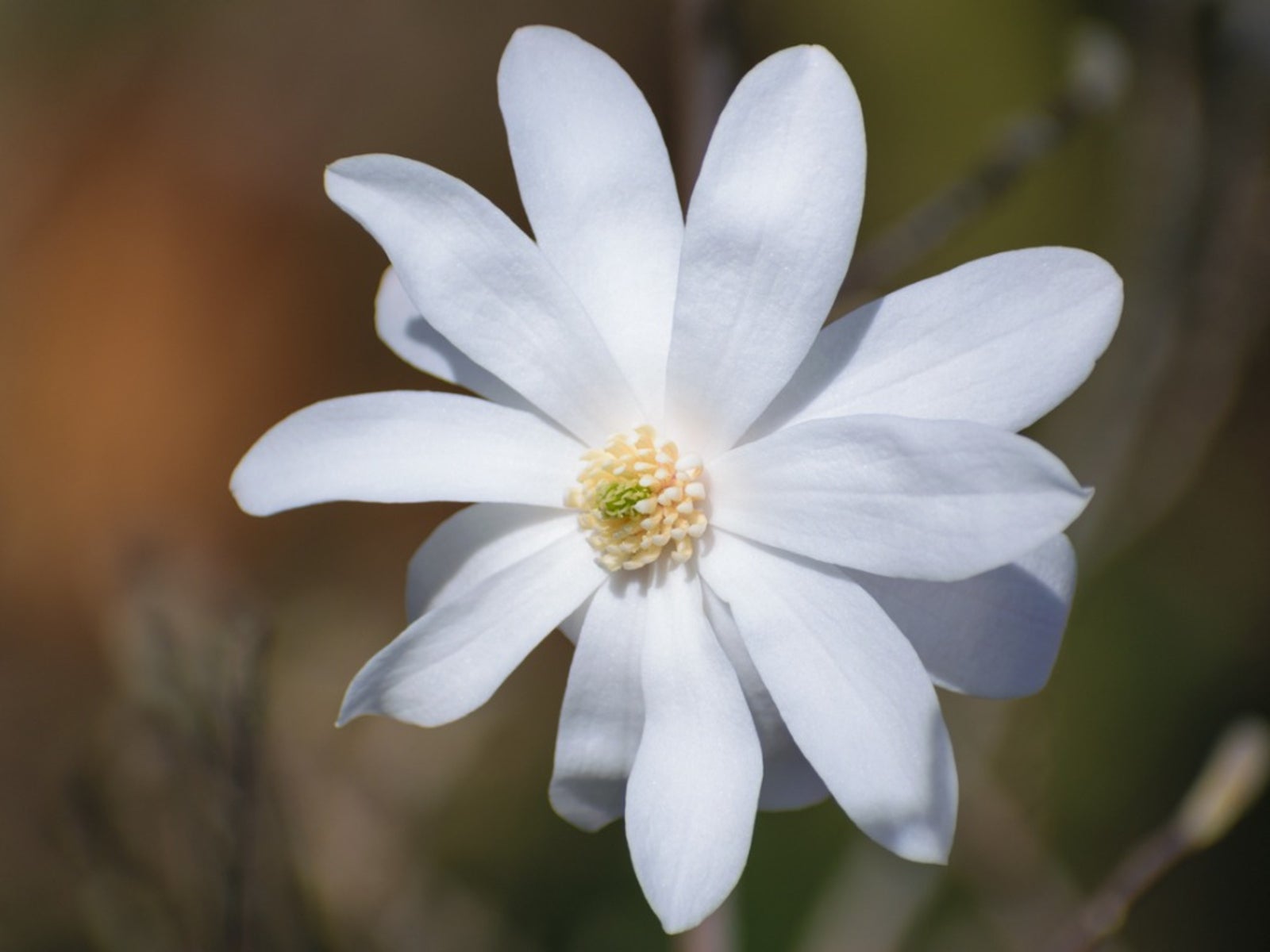 Star Magnolia Care Tips For Growing Star Magnolia Trees