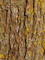 maple tree bark with moss