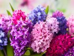 Beautiful Bright Hyacinth Flowers