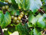 muscadine green grape