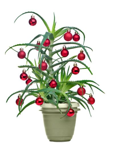 Potted Succulent Plant With Christmas Ornaments