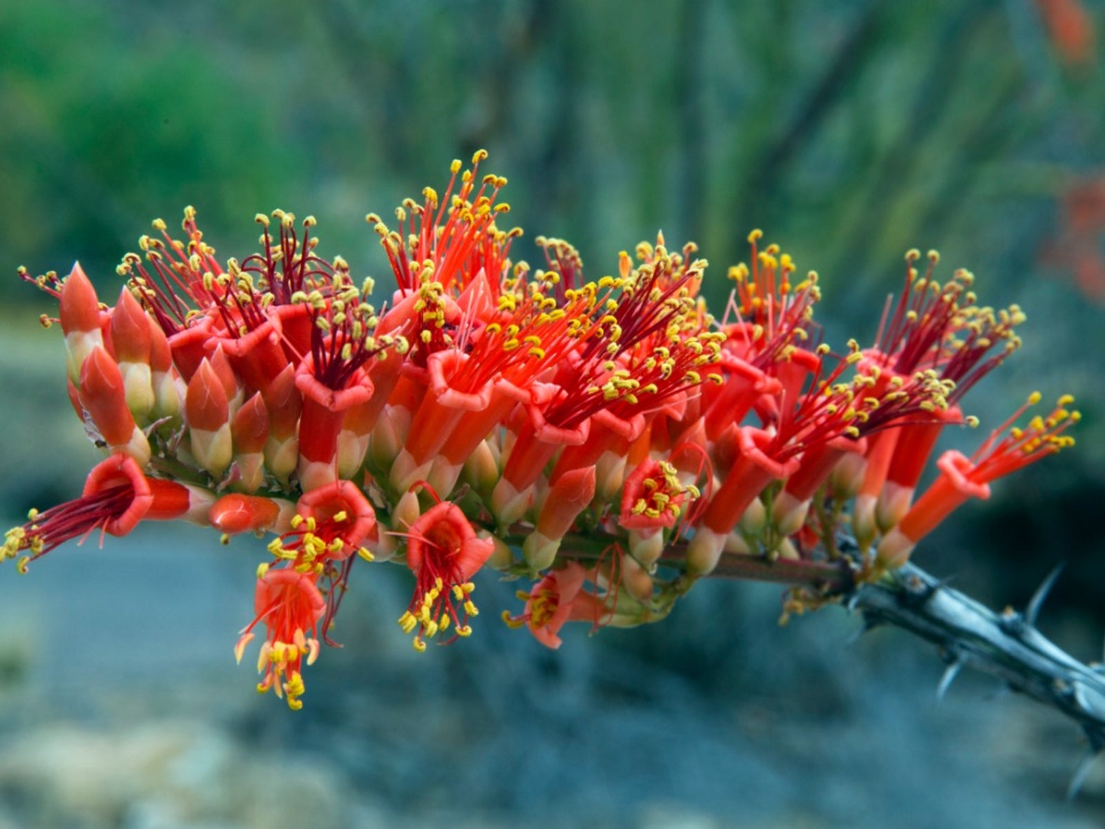 growing ocotillo - how to care for the ocotillo plant