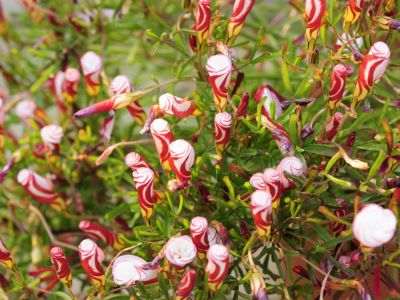 Candy Cane Oxalis Flowers