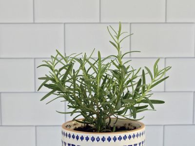 Indoor Potted Rosemary Plant