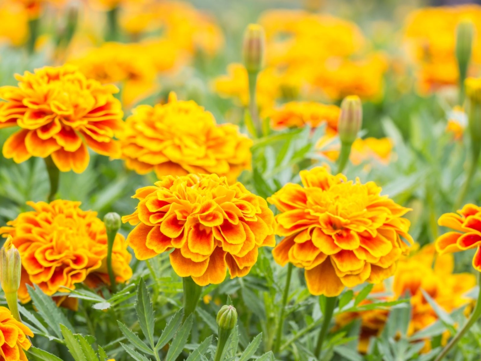 growing marigolds for flowers in your garden