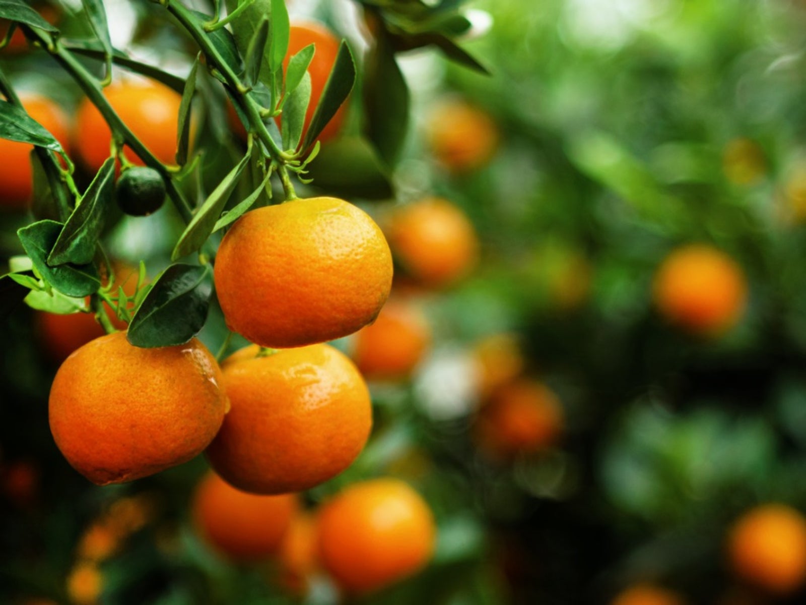 Tangerine Tree Types