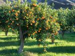 Orchard Of Citrus Trees