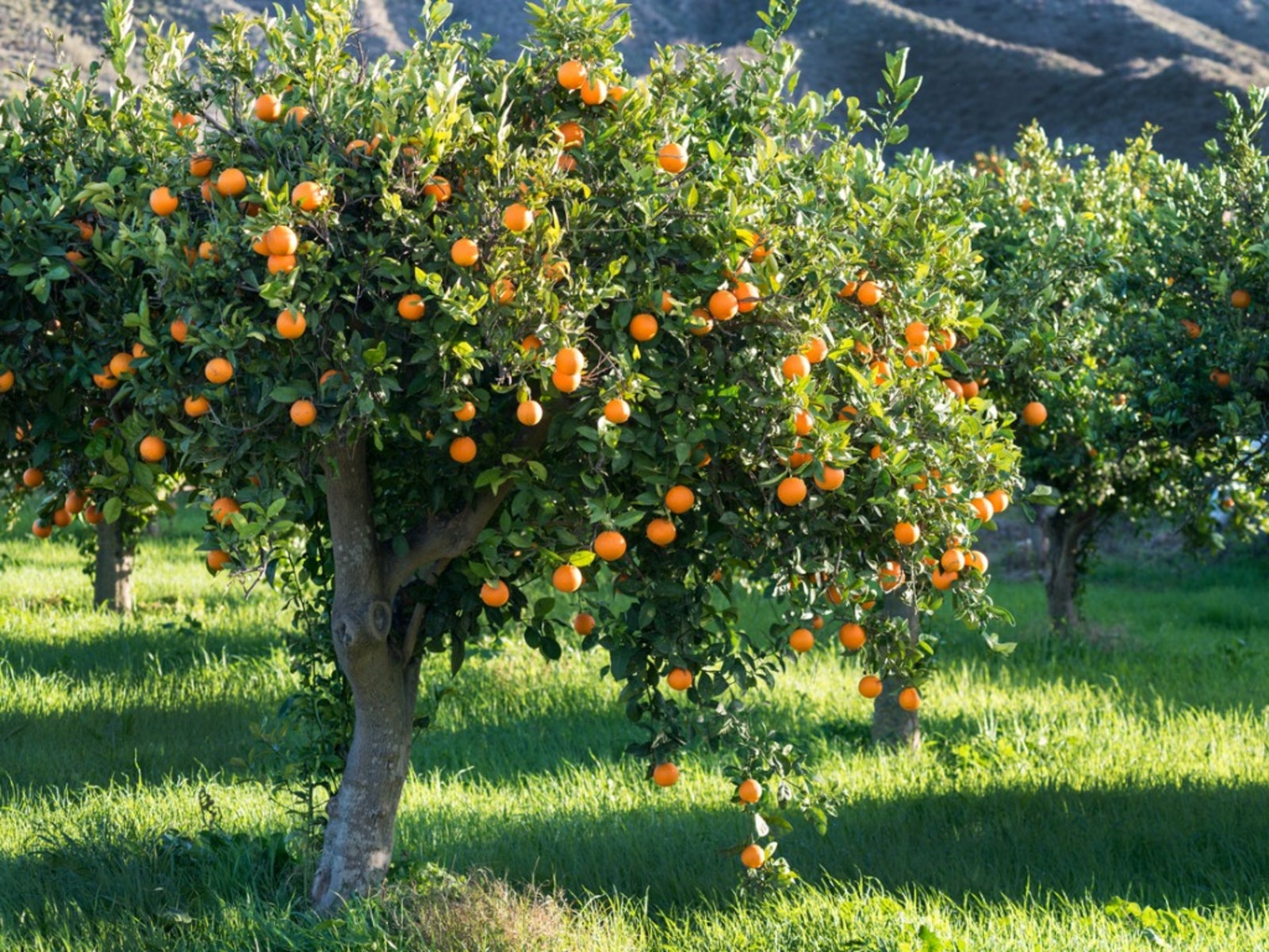 Npk pre citrusové stromy na výrobu veľkého ovocia