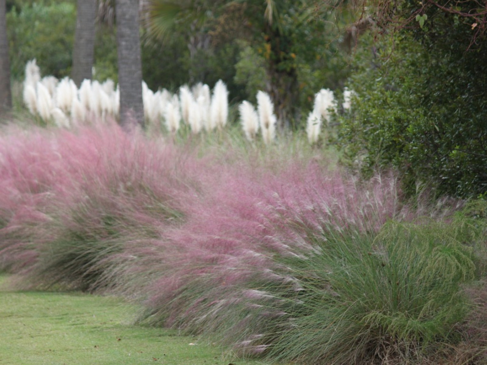 Growing Ornamental Grasses Learn More, Landscaping With Ornamental Grasses Plans
