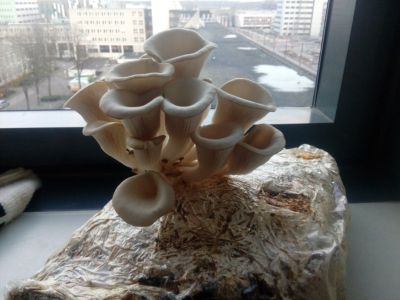 Indoor Mushroom Plant Infront Of Windowsill