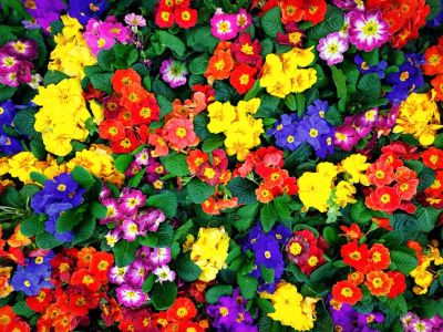 Flowers Of All Colors