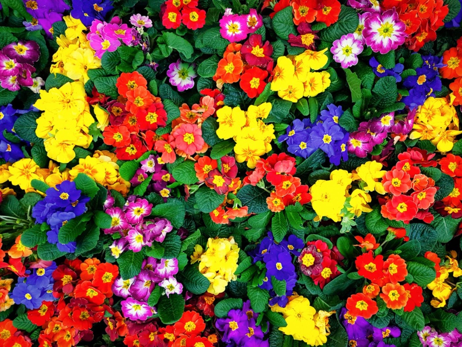 200Pcs/Bag Mehrfarben Regenbogen Rosen Blumensamen  Garden Easy Grow-Plant 