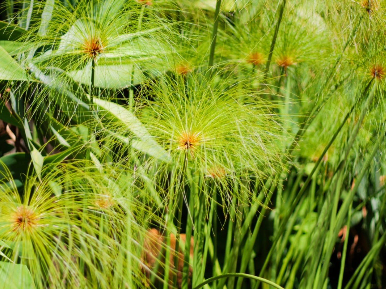 papyrus plants: how to grow papyrus