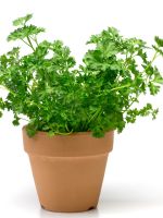 Parsley Growing In A Container
