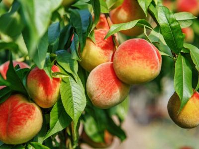 Peach Tree Full Of Fruits