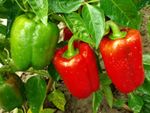 Green And Red Bell Peppers