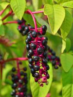 Blue Berried  Red Vined Pokeberry Plant