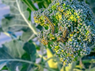 Pests On Broccoli Plant
