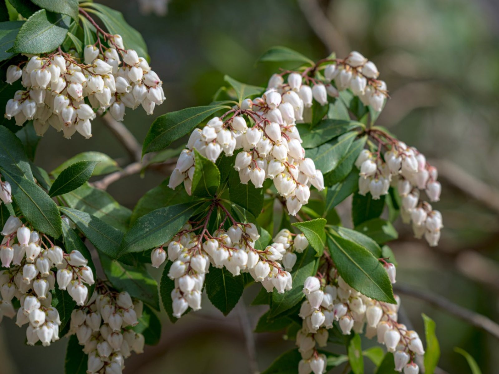 Andromeda Plant Info Learn About Pieris Japonica Growing Conditions