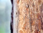 pine tree beetle infection