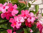 Bright Pink Flowers On Mandevilla Vine