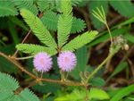 pink mimosa pudica flower