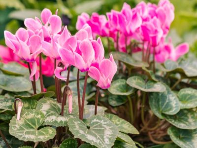 Pink flowered cyclamen plant growing in shady border