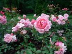 pink tea roses