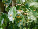 Plant Rust Disease and Treatment