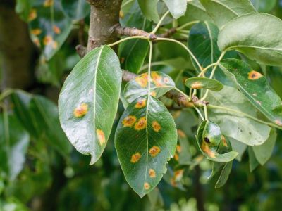 Plant Rust Disease and Treatment