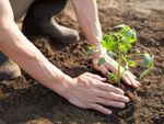 Person Planting A Tomato Plant Into Soil