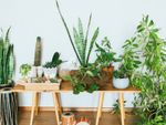 Wooden Table Full Of Different Potted Plants