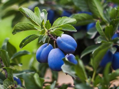 Plum Tree Full Of Blue Fruits