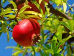 pomegranate hanging from a tree