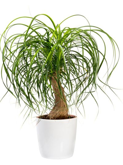 Potted Ponytail Palm