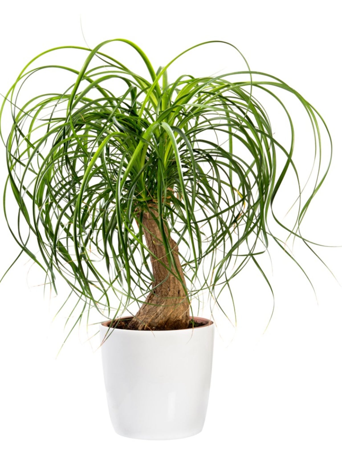 ponytail palm tree information - how to care for a ponytail palm