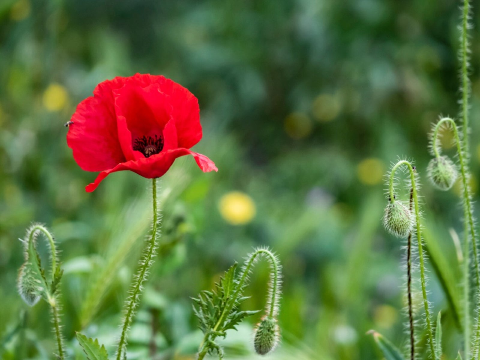 How to Grow Oriental Poppies? 