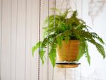 pot of hanging boston ferns