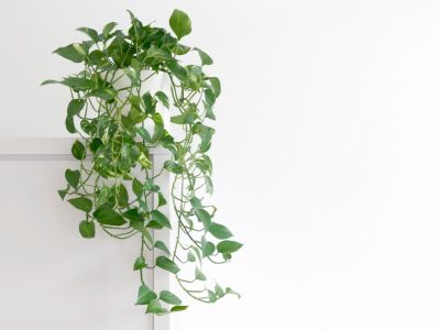Indoor Potted Pothos Plant Hanging Down From A Table