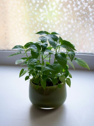 Indoor Potted Pepper Plant