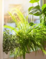 Container Grown Houseplants On A Windowsill