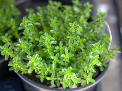 Indoor Potted Thyme Herbs